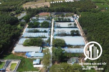 Chuyển nhượng trang trại chăn nuôi heo 14,5ha đang cho thuê 610tr/tháng Xuân Lộc Đồng Nai