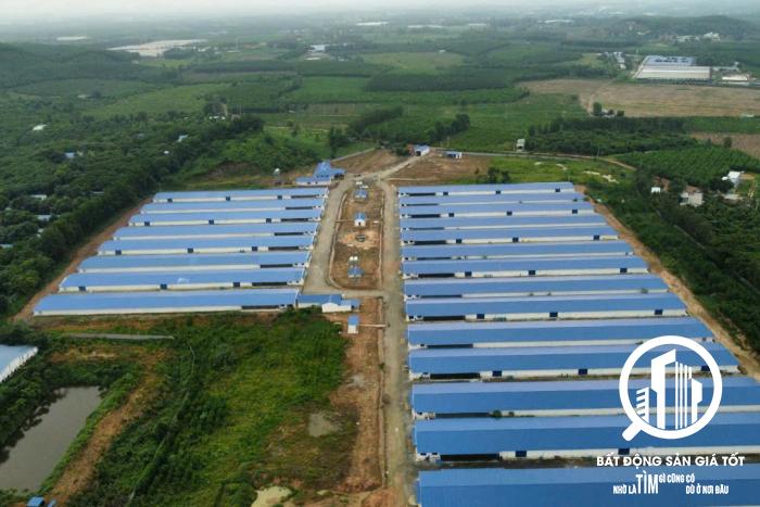 trang trại chăn nuôi heo 12ha đang cho thuê 600tr/tháng Bình Thuận