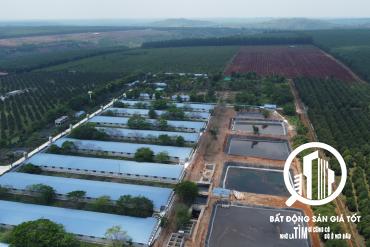 Chuyển nhượng trang trại chăn nuôi heo 10ha chỉ 30 tỷ đang cho thuê 300tr/tháng