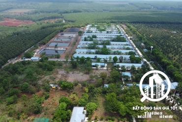 Trang trại chăn nuôi heo 12ha đang cho thuê 650tr/tháng Lộc Ninh Bình Phước
