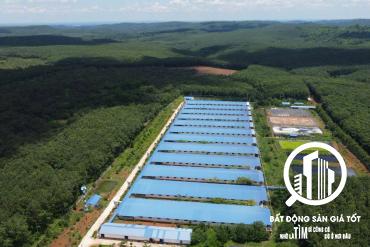 trang trại chăn nuôi heo 13ha đang cho thuê 1,2 tỷ/tháng TP HCM