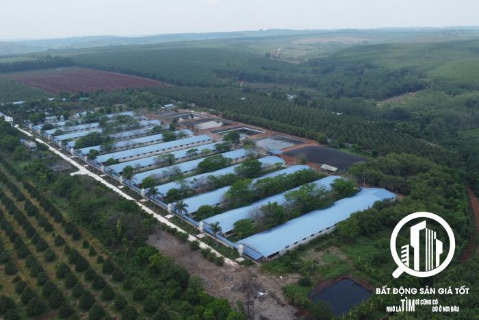 Trang trại chăn nuôi heo 100ha Bình Thuận