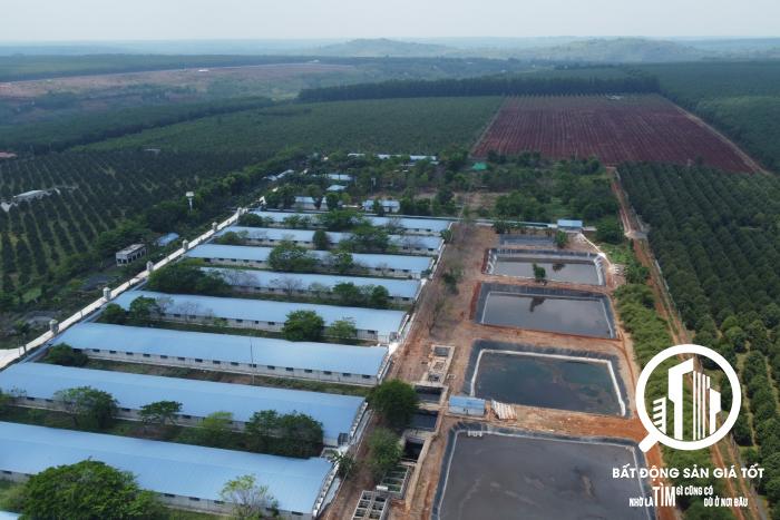 Chuyển nhượng trang trại chăn nuôi heo 10ha chỉ 30 tỷ đang cho thuê 300tr/tháng