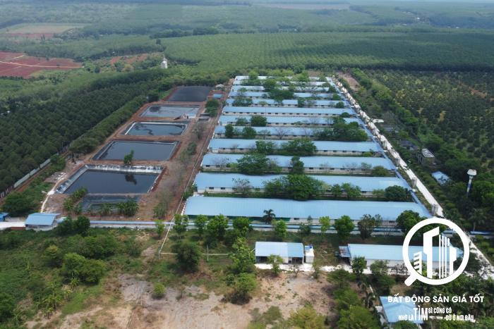 Chuyển nhượng trang trại chăn nuôi heo 10,7ha đang cho thuê 550tr/tháng Bình Phước