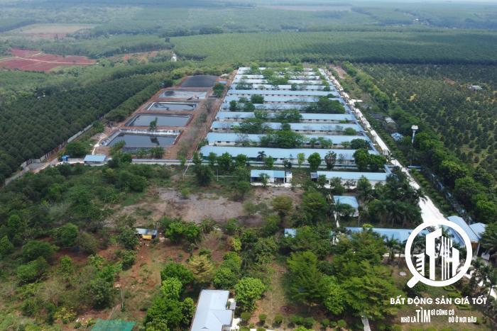 Trang trại chăn nuôi heo 12ha đang cho thuê 650tr/tháng Lộc Ninh Bình Phước