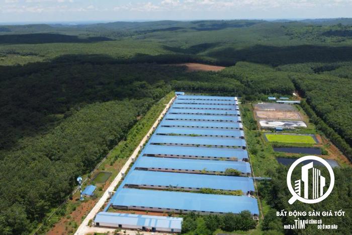 trang trại chăn nuôi heo 13ha đang cho thuê 1,2 tỷ/tháng TP HCM