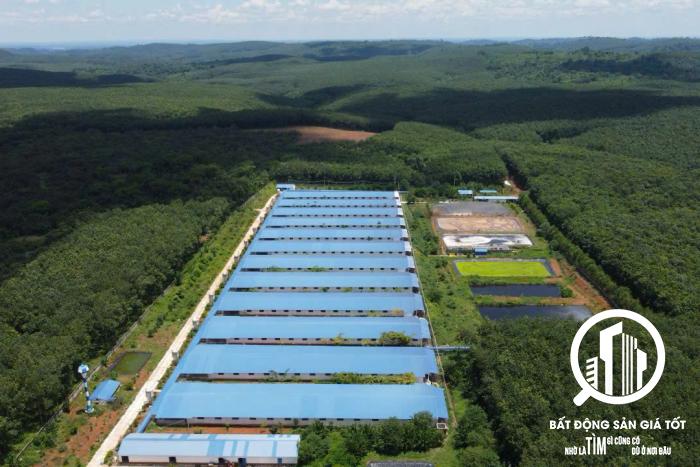 Chuyển nhượng trang trại chăn nuôi heo 400ha có doanh thu gần 80tỷ/năm tại Đồng Nai