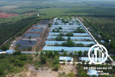 TRANG TRẠI IN TIỀN - THU NHẬP 1,5 TỶ/THÁNG ĐẾN NĂM 2040